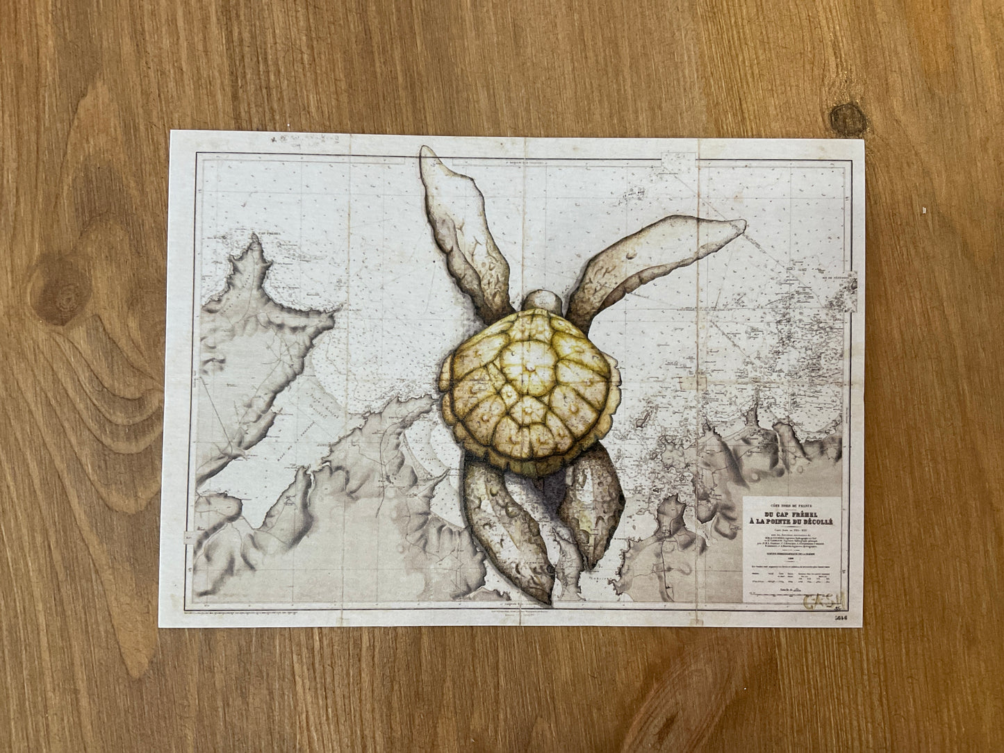 Affiche - Arlette la Tortue